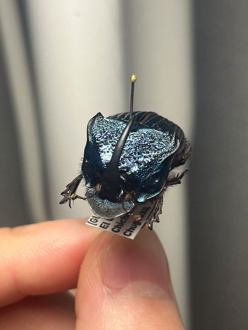 【23mm♂】アメジストニジダイコクコガネフンチュウ糞虫昆虫標本甲虫