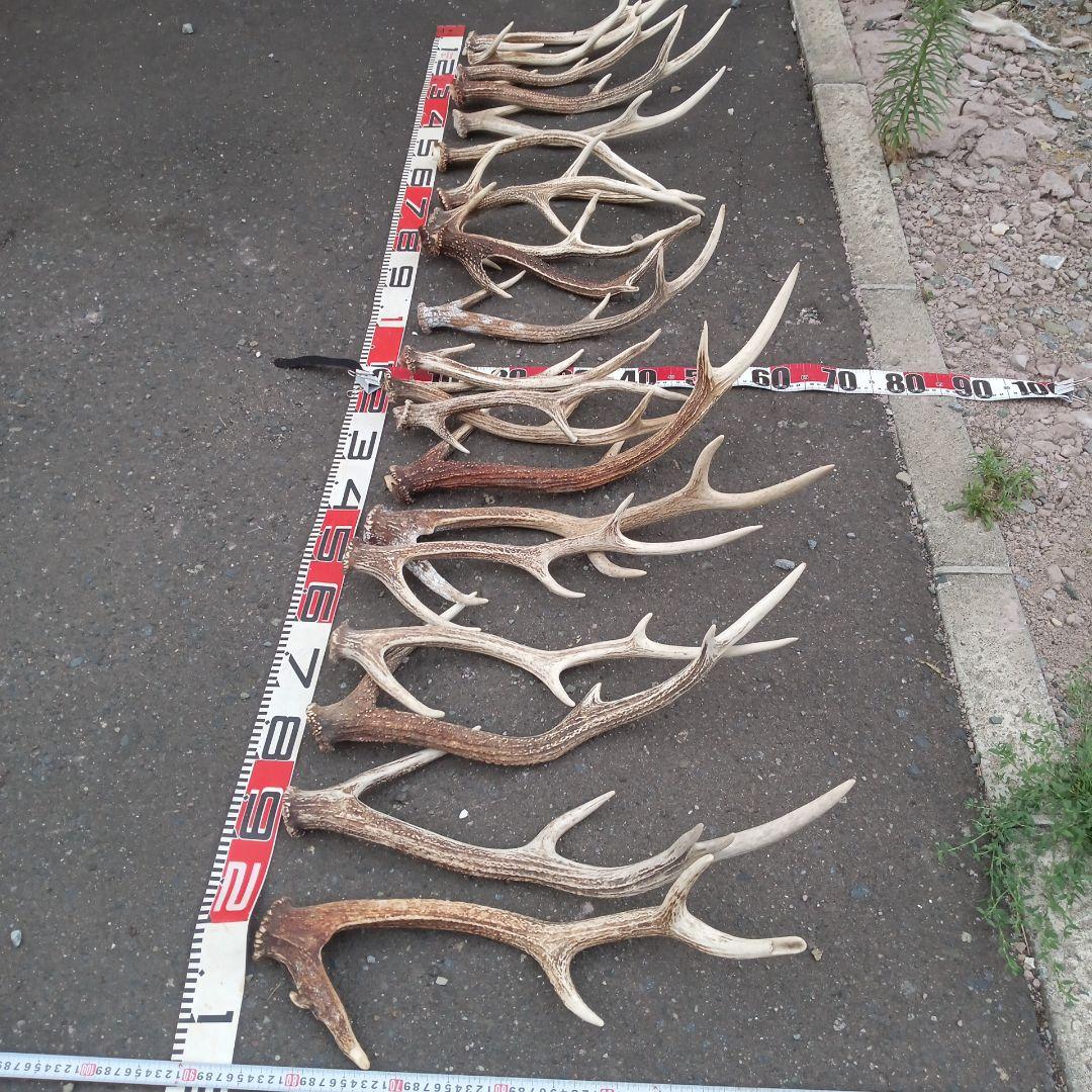 p*0様 天然蝦夷鹿の角 　犬のおもちゃ 工芸品などに　８番