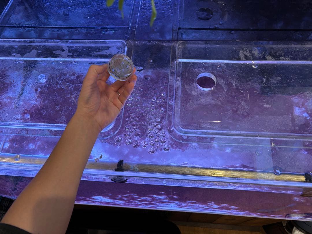 shunpi　水槽　水槽セット　1200 600 h500 神奈川　手渡し