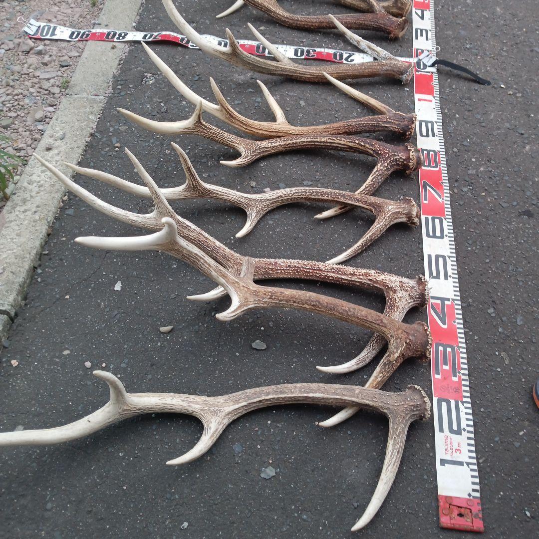ク*ト様 天然蝦夷鹿の角、犬のおもちゃ 工芸品などにどうぞ、１２番