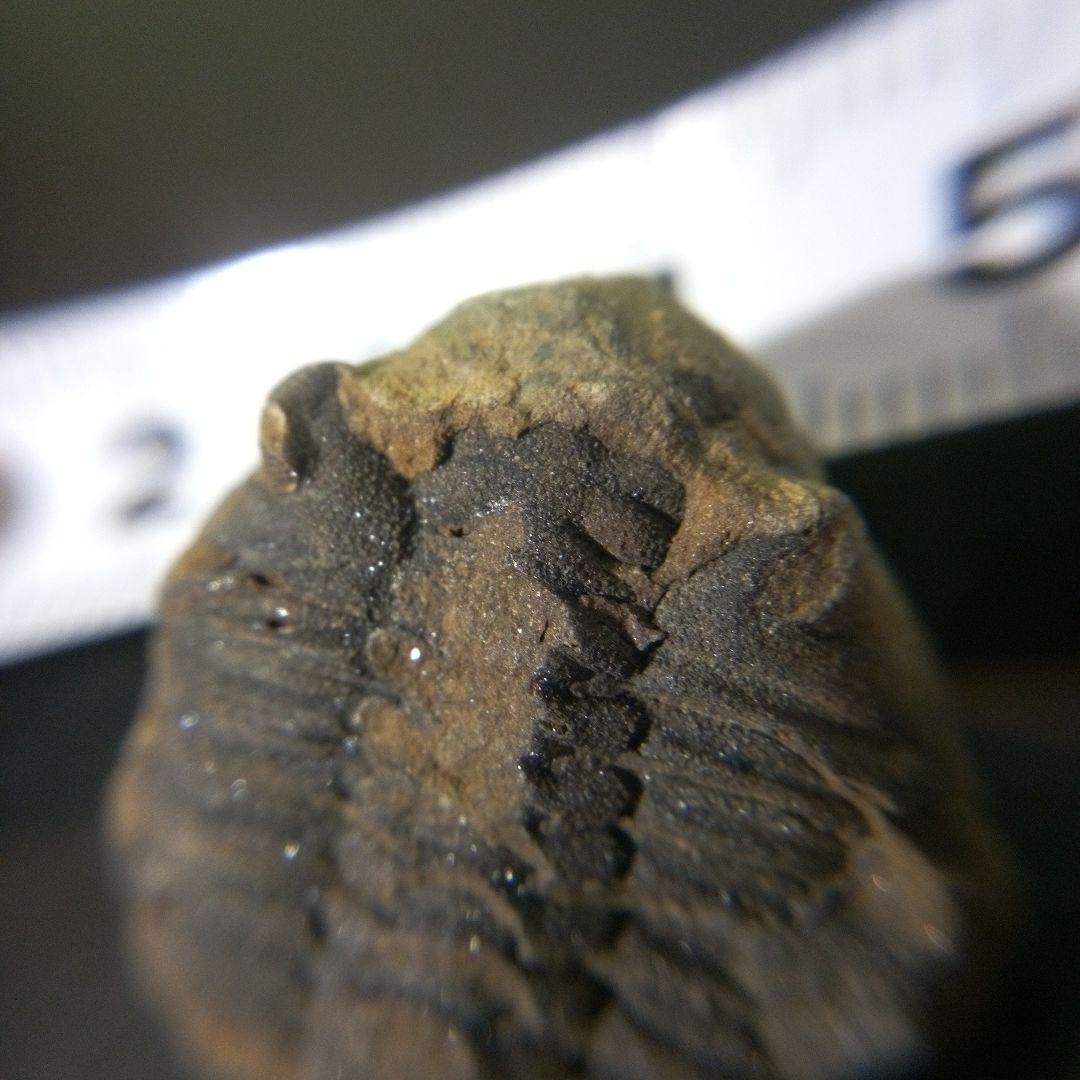 三葉虫　化石　fossil　海　ボリビア産　trilobite　海生動物網⑩