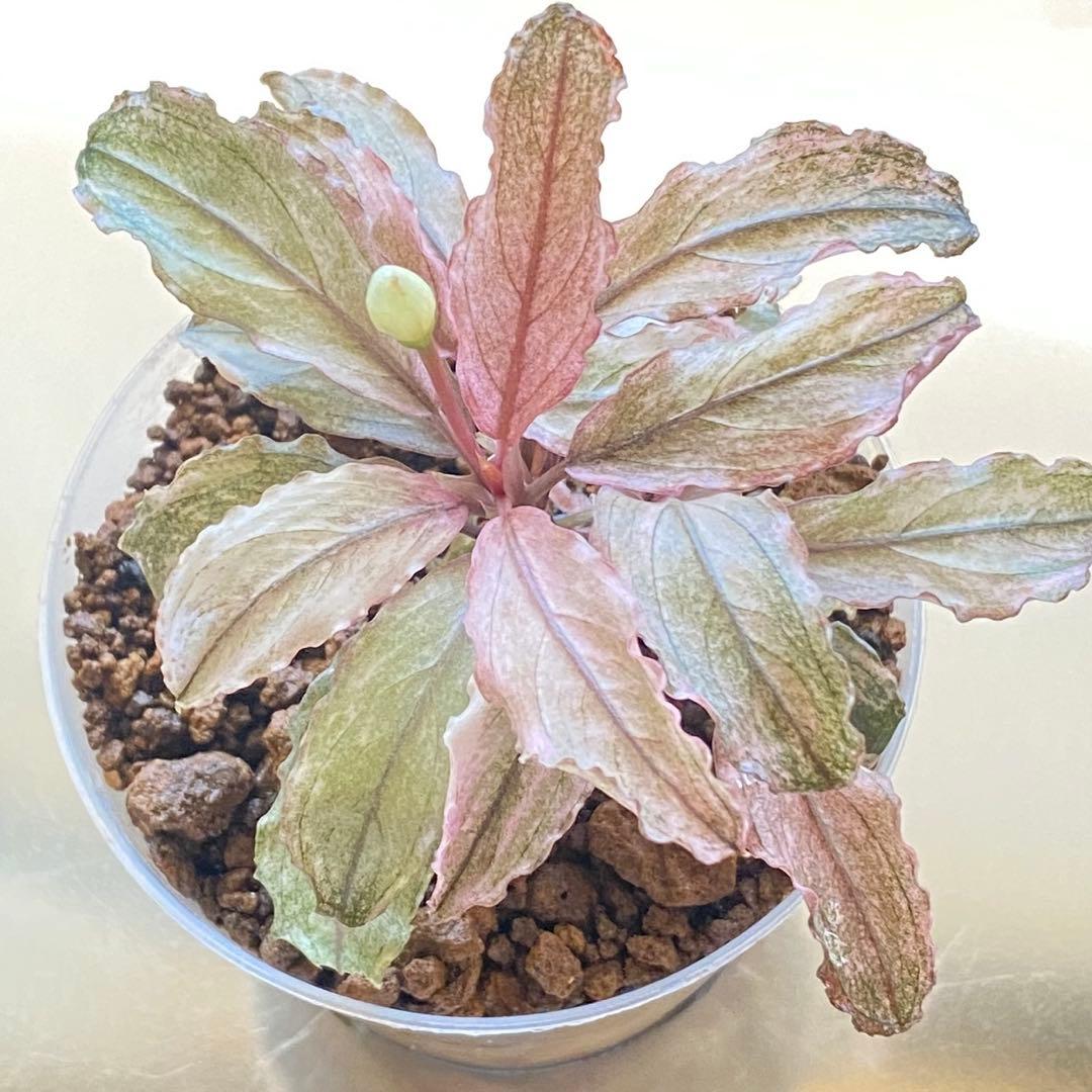 Bucephalandra sp.PinkVariegatedピンクバリエガータ