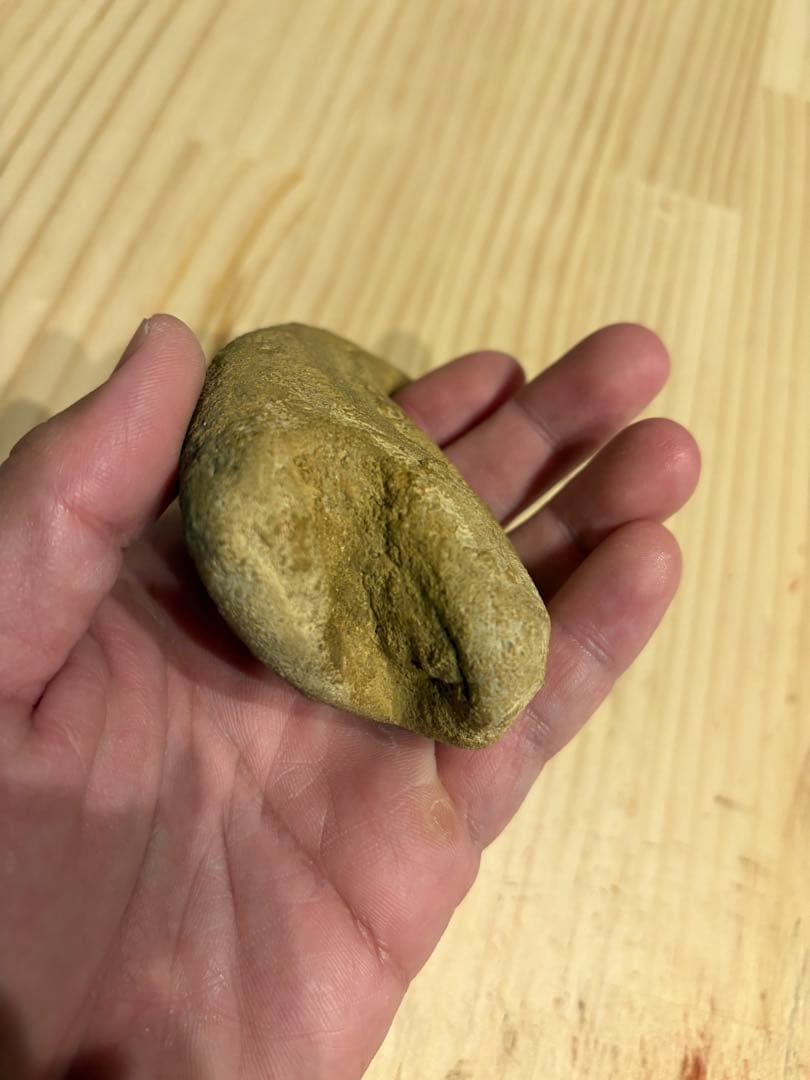 モロッコ　化石　爪　デルタドロメウス？