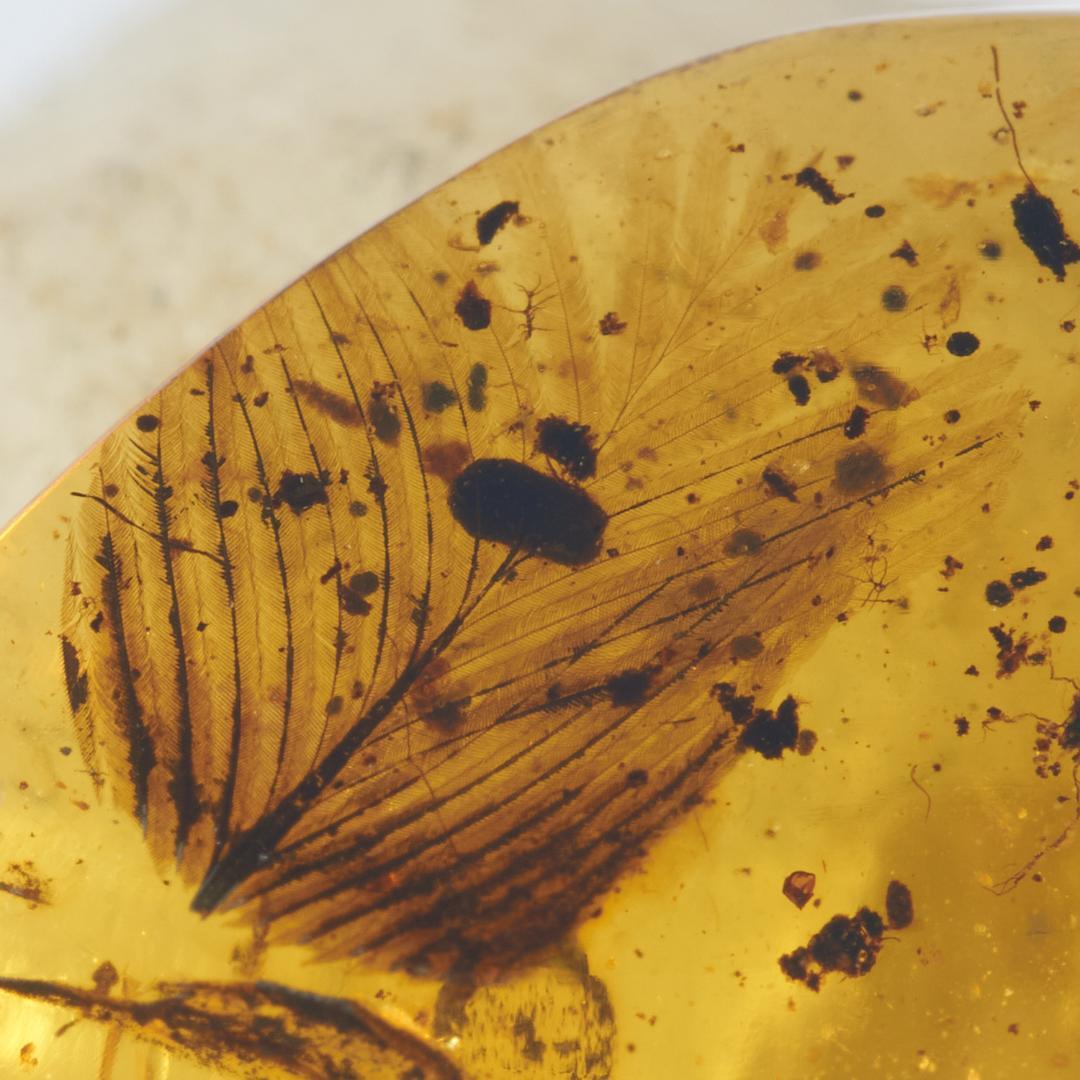 レア極上品 PA0060虫入り琥珀化石　ミャンマーカムティかタナイ9900万年前