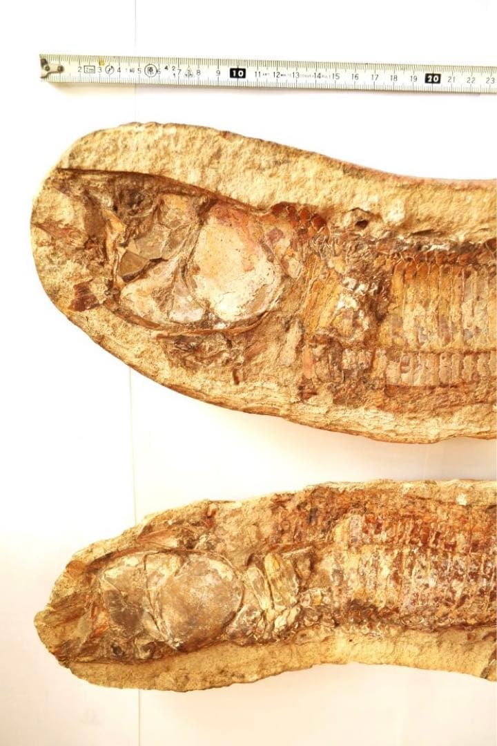 一億数千年前の獰猛・絶滅古代魚ヴィンクティフェルの希少美ネガポジ大型化石