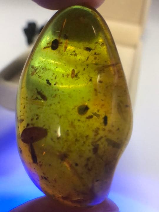 虫本琥珀 虫入りアンバー 即納 琥珀 ユニーク 天然石 宝石 化石