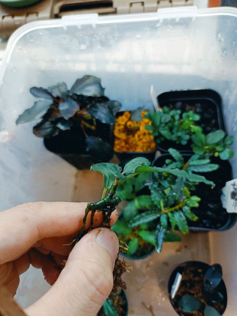 Ｃ*Ｒ様 ブセファランドラsp. オリーバ