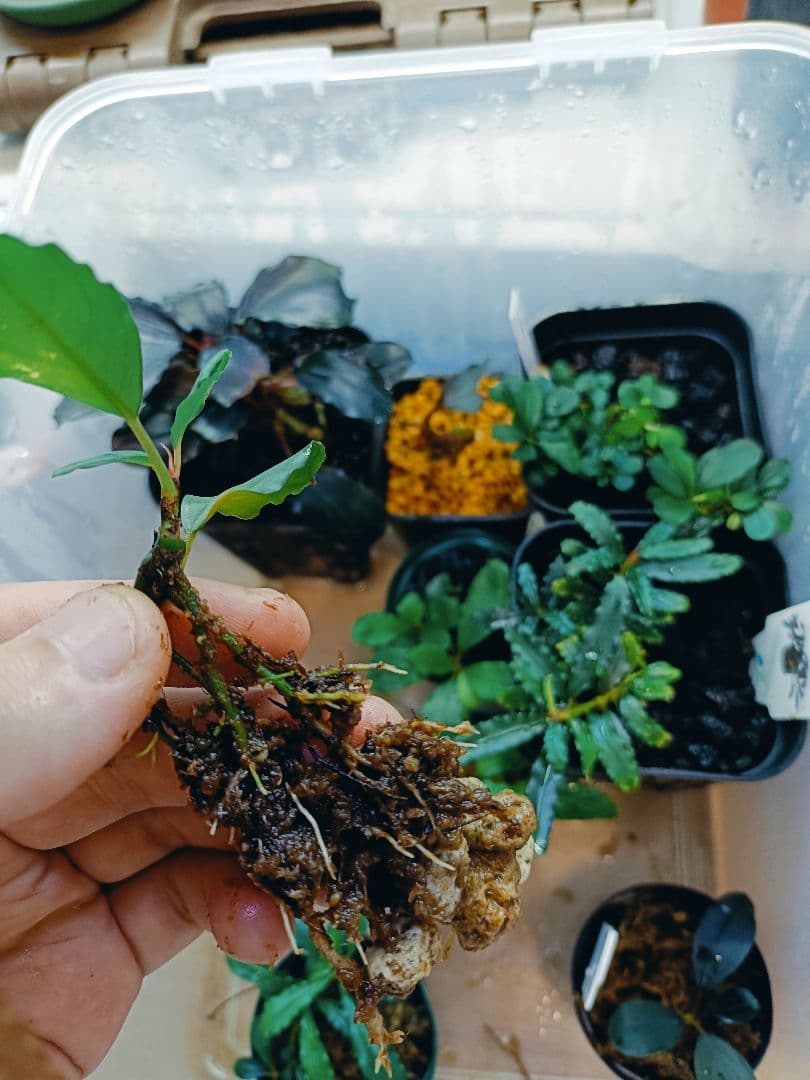 Ｃ*Ｒ様 ブセファランドラsp. オリーバ