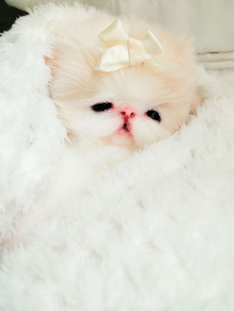 子猫ベビー♡お腹ぽっこりちゃん♡アートドール♡ぬいぐるみ♡