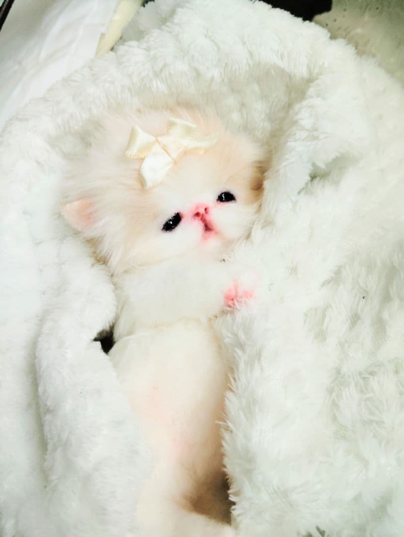 子猫ベビー♡お腹ぽっこりちゃん♡アートドール♡ぬいぐるみ♡