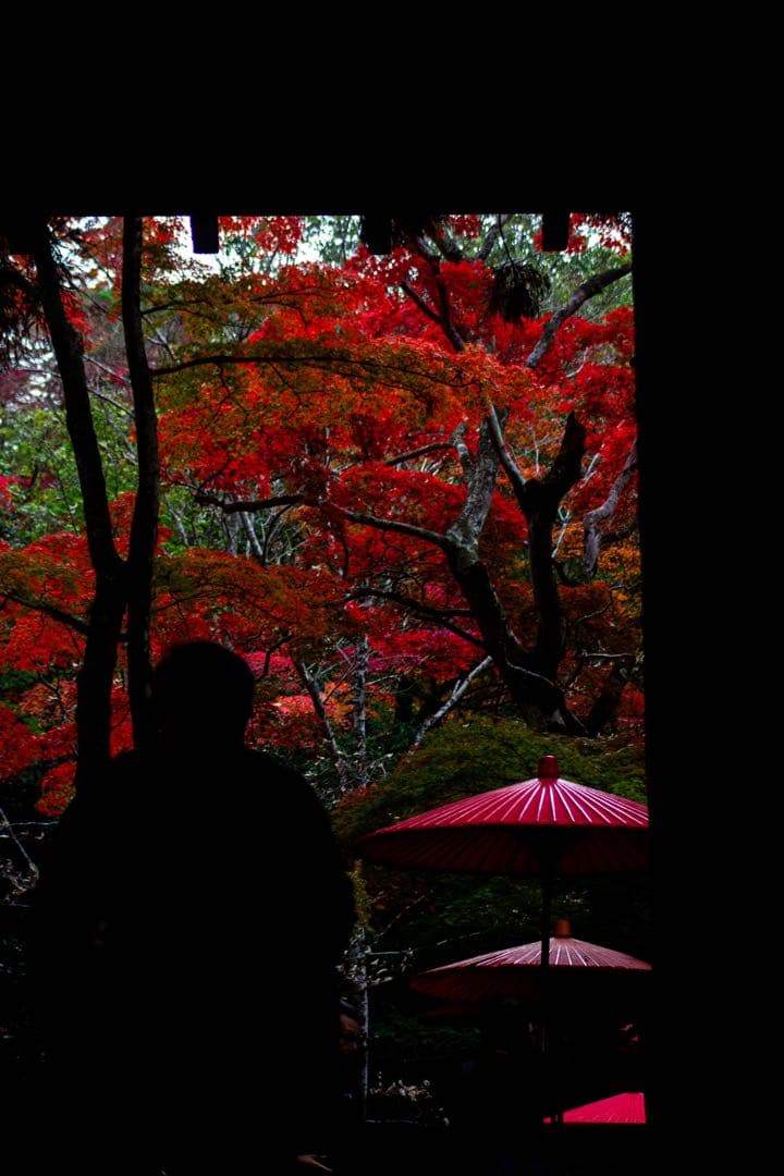 Canon EOS Kiss x4 ダブルズーム 一眼レフ 作例有