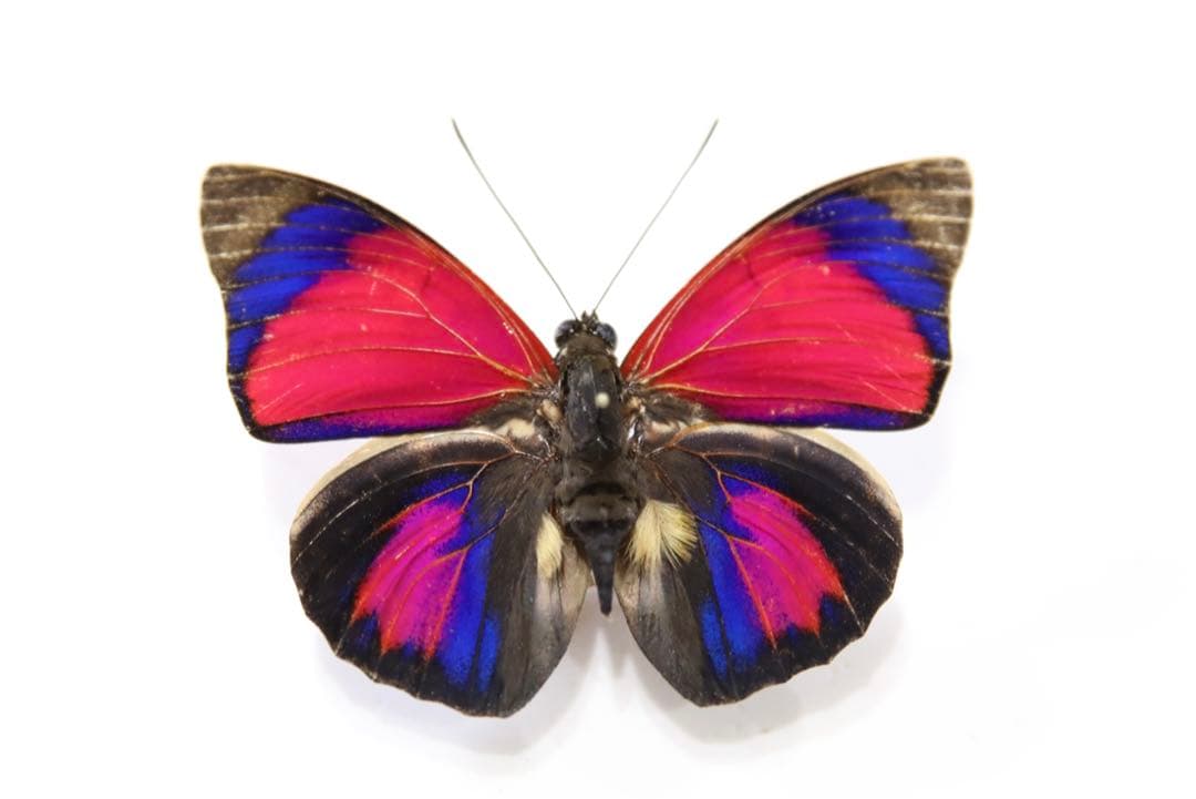 クラウディナ・サルダナパルス　Ｆ、ベルサザール　♂