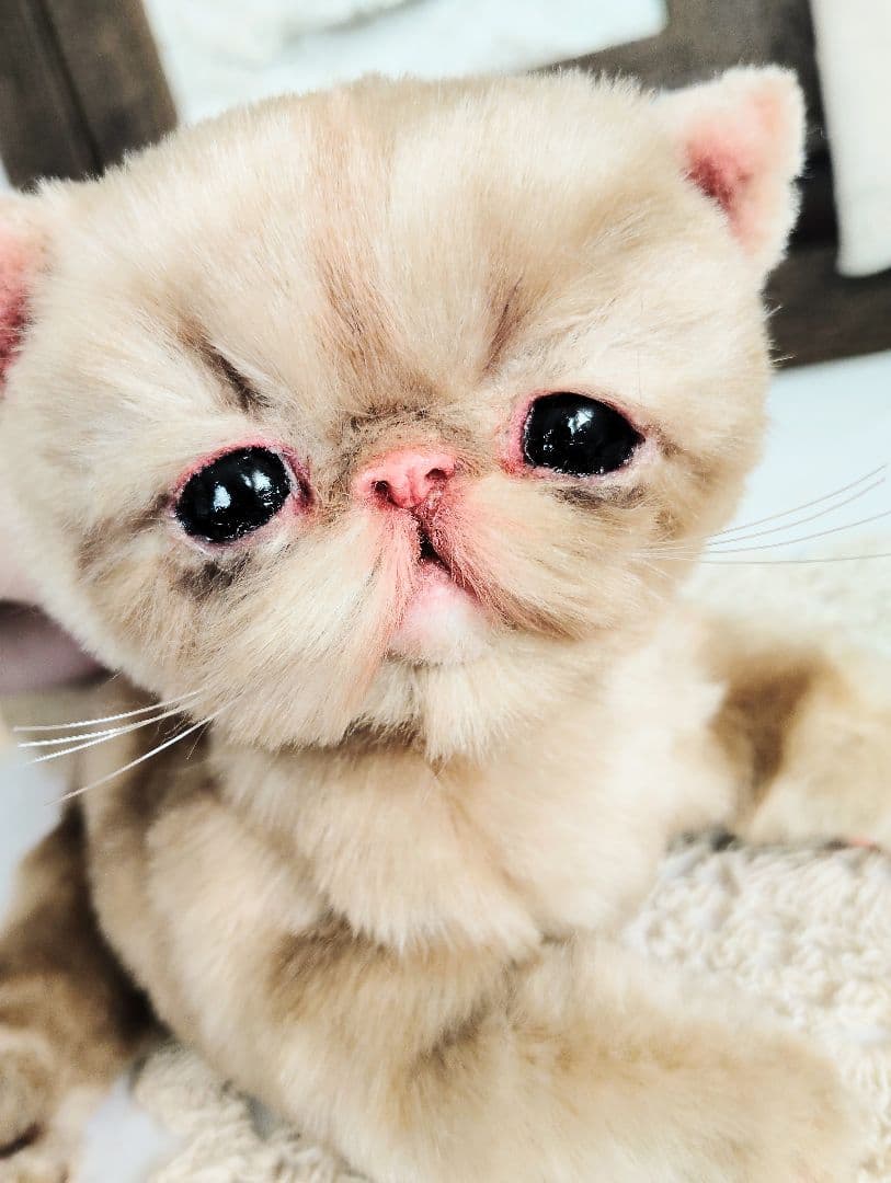 高級ファー♡エキゾチックショートヘア♡子猫のベルちゃん♡アートドール♡ぬいぐるみ