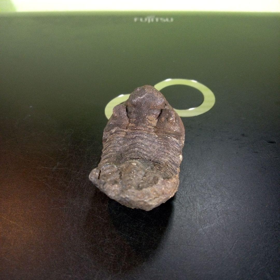 三葉虫　化石　ボリビア産　南アメリカ　trilobite　南米産fossil①