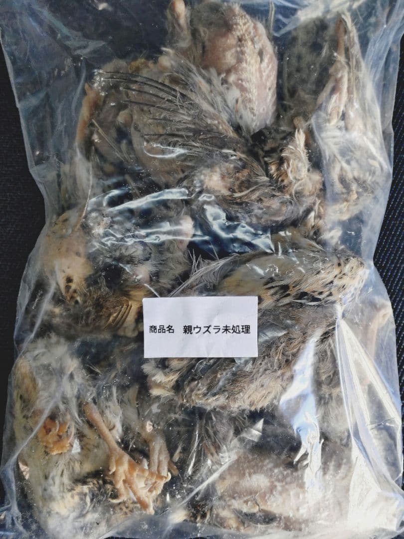 送料無料　冷凍親ウズラ未処理　30羽