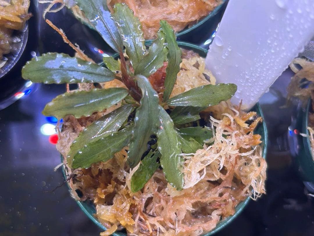 て*ん様 ブセファランドラspオーロラ