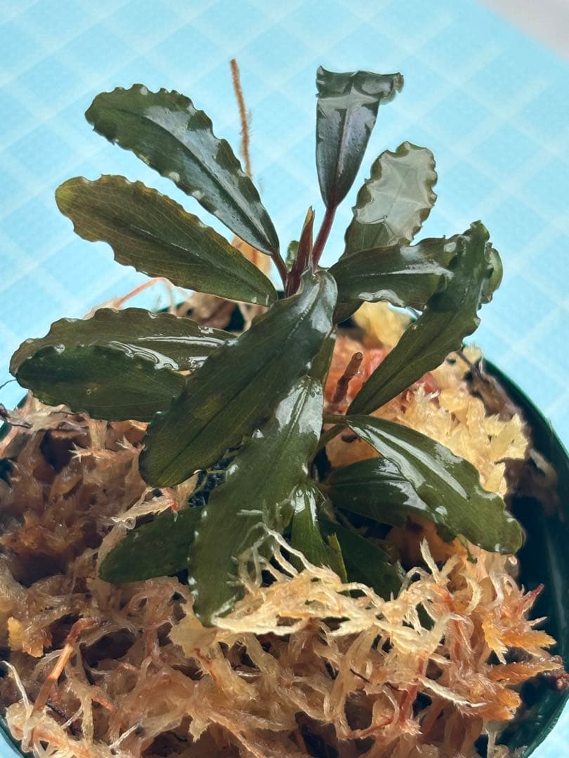 て*ん様 ブセファランドラspオーロラ