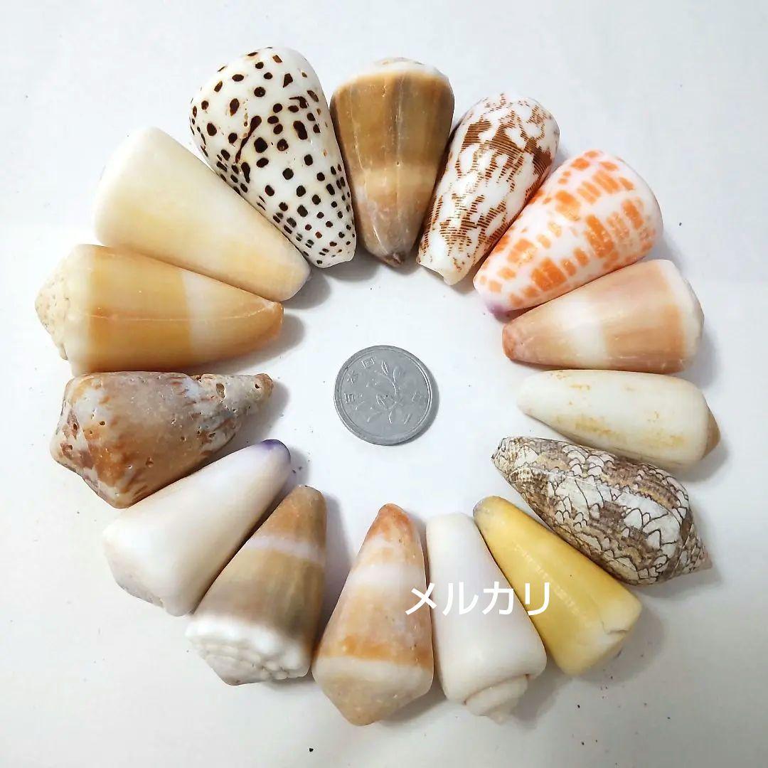 イモガイ ハルシャガイ ゴマフイモ クロザメモドキ 貝殻 貝がら 貝 標本