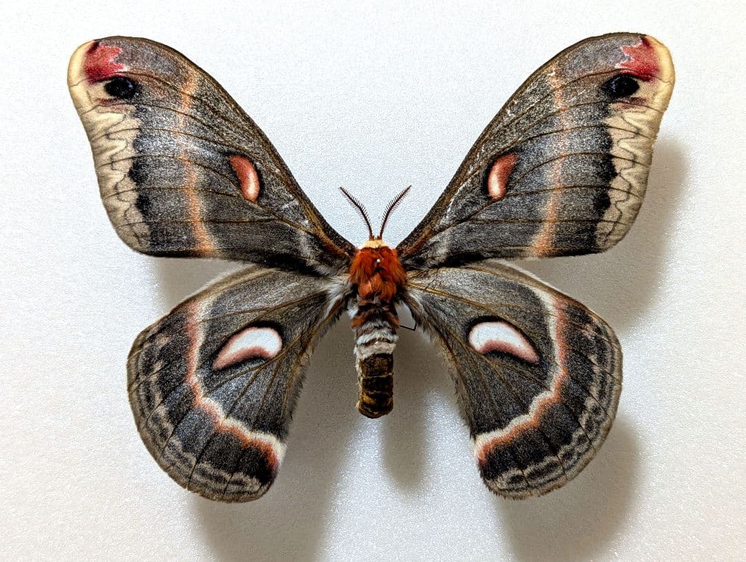 美品！　セクロピアサン　メス　蛾　標本