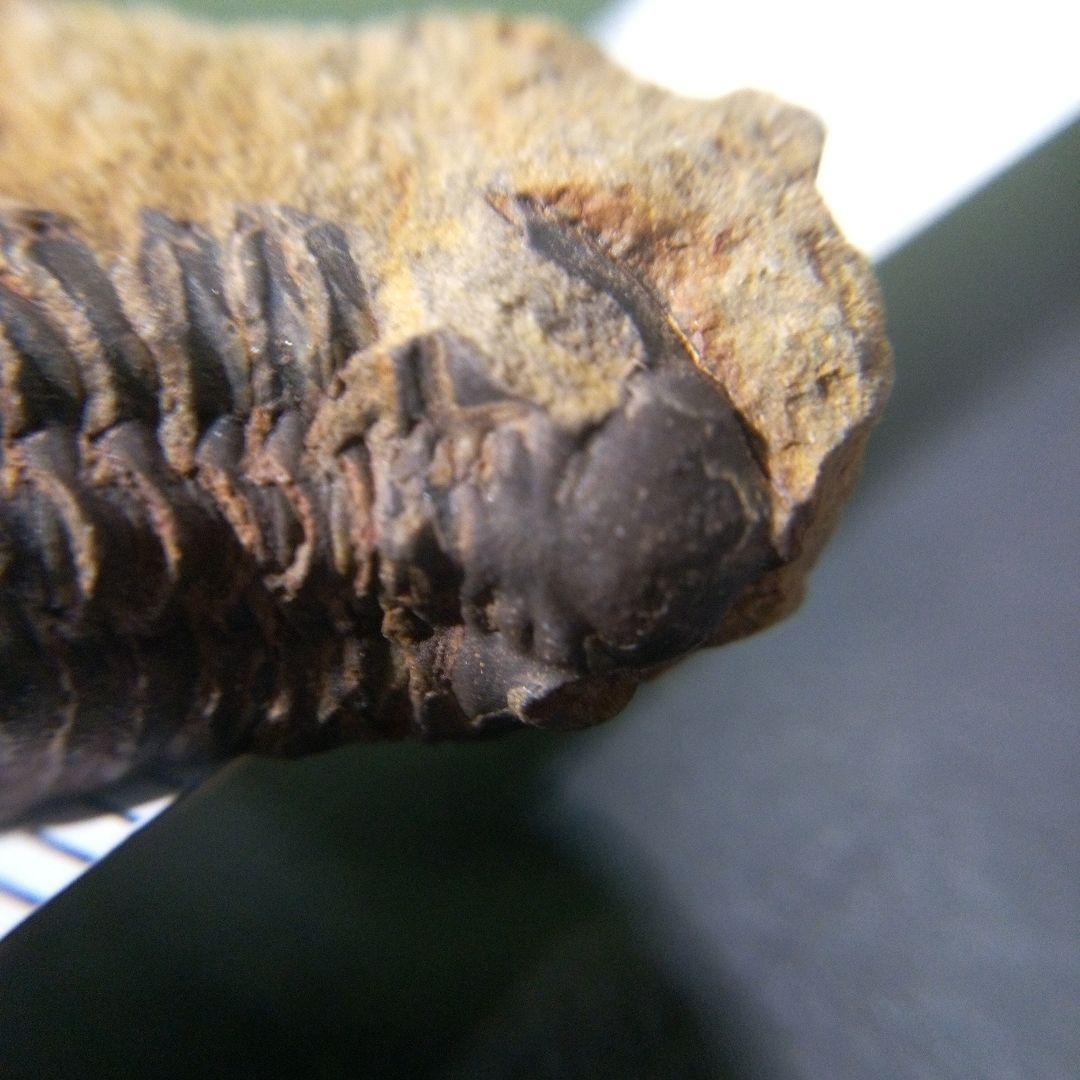 三葉虫　化石　fossil　海　ボリビア産　trilobite　海生動物判別②