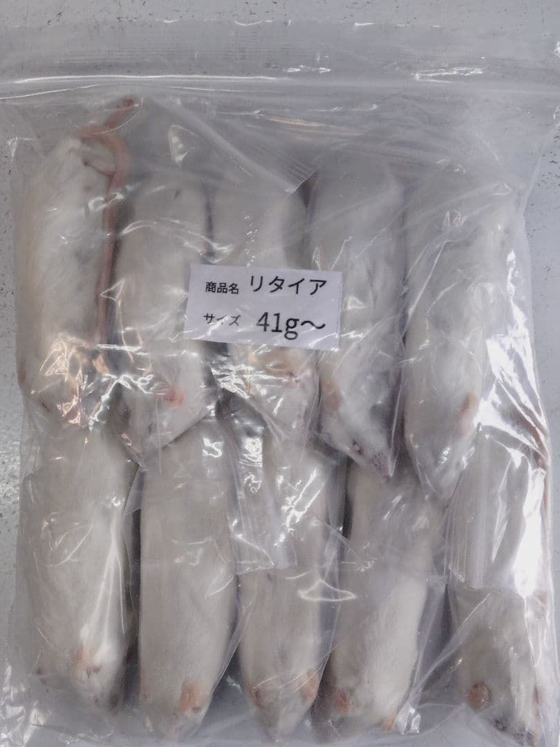 送料無料　冷凍マウス　リタイア30匹