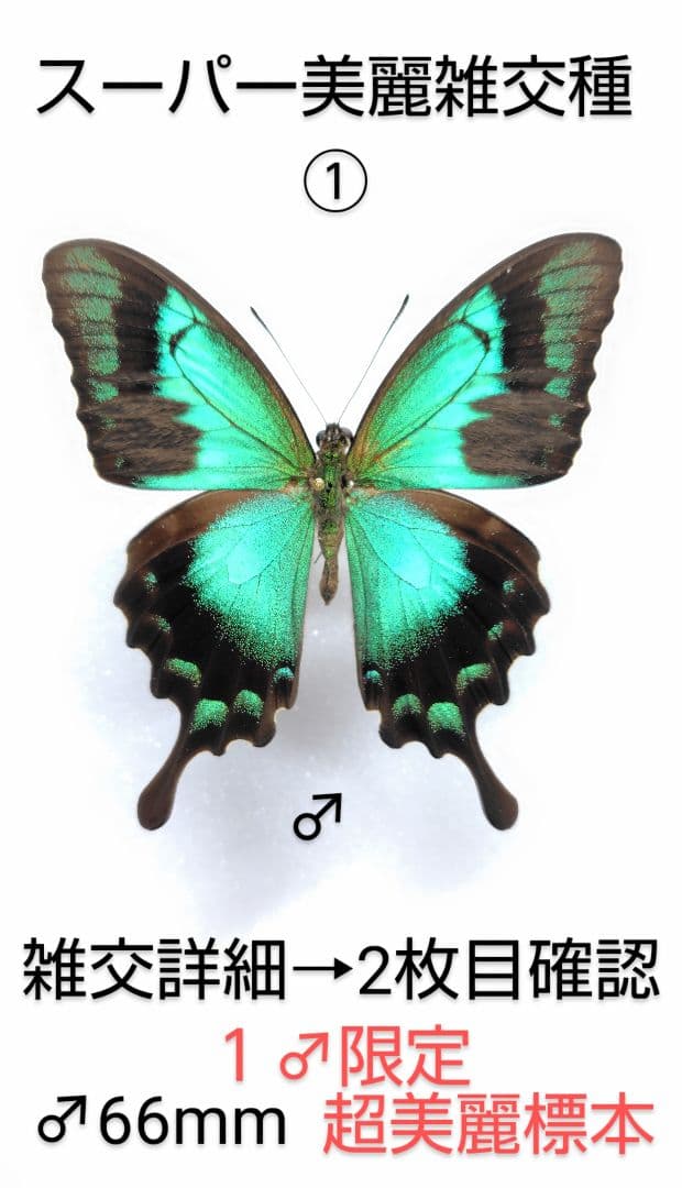 週末価格‼️スーパー美麗アキリデス雑交種 66mm♂ 標本・雑交詳細2枚目掲載
