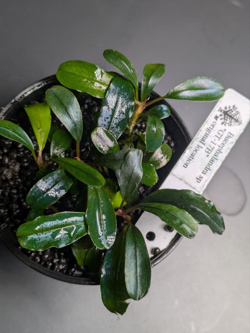 水草 Bucephalandra sp. GT-17B