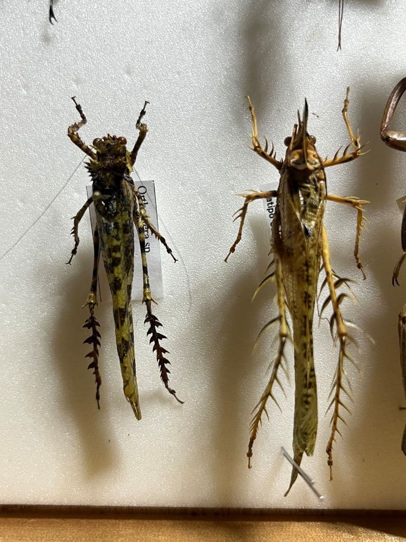 【54mm】サルオガセギスに酷似のOrthoptera sp.キリギリス バッタ