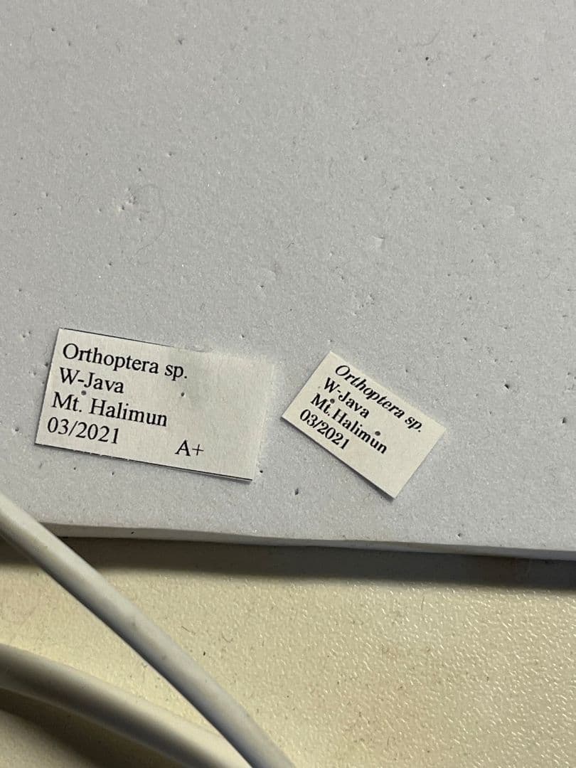 【54mm】サルオガセギスに酷似のOrthoptera sp.キリギリス バッタ