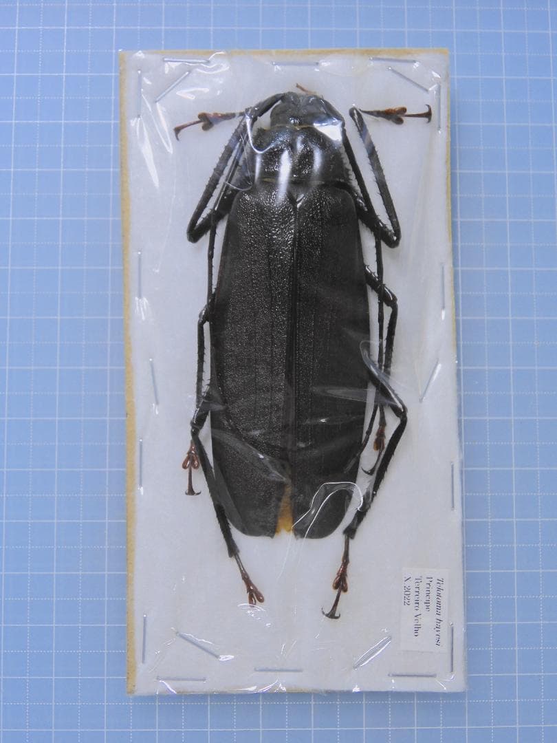 ニボシ様 リクエスト 6点 まとめ商品