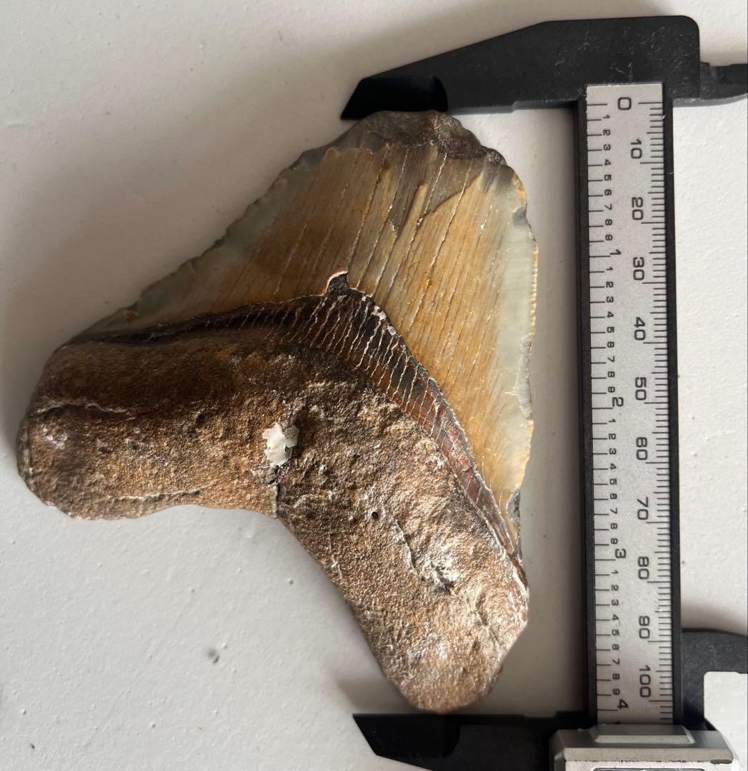 【本物】メガロドンの歯 化石 伝説の巨大ザメ