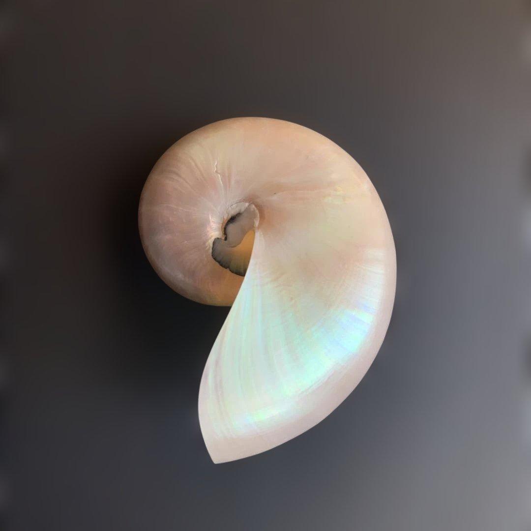 虹色光沢の螺旋貝殻