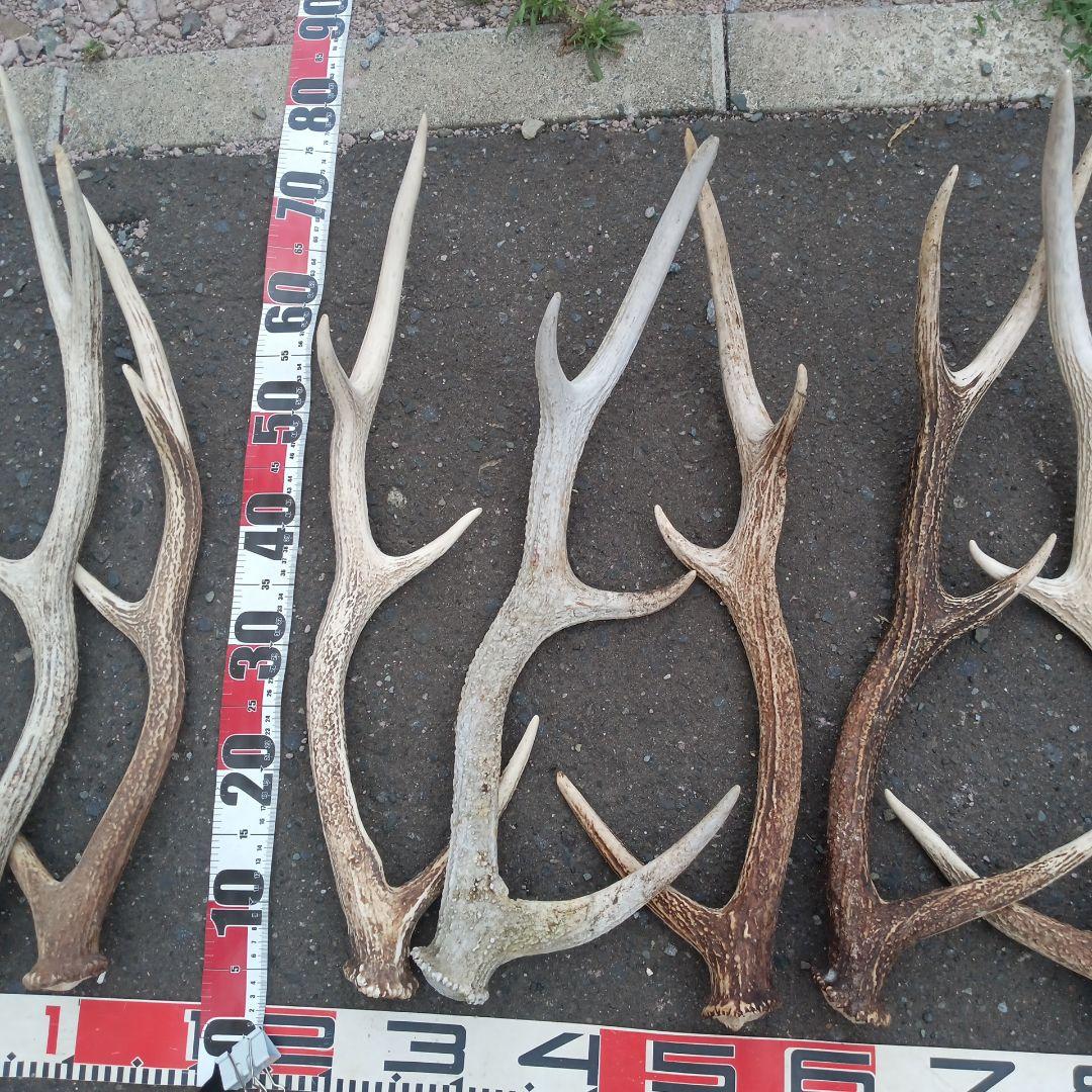 ク*ト様 天然蝦夷鹿の角 　犬のおもちゃ 工芸などに ４番