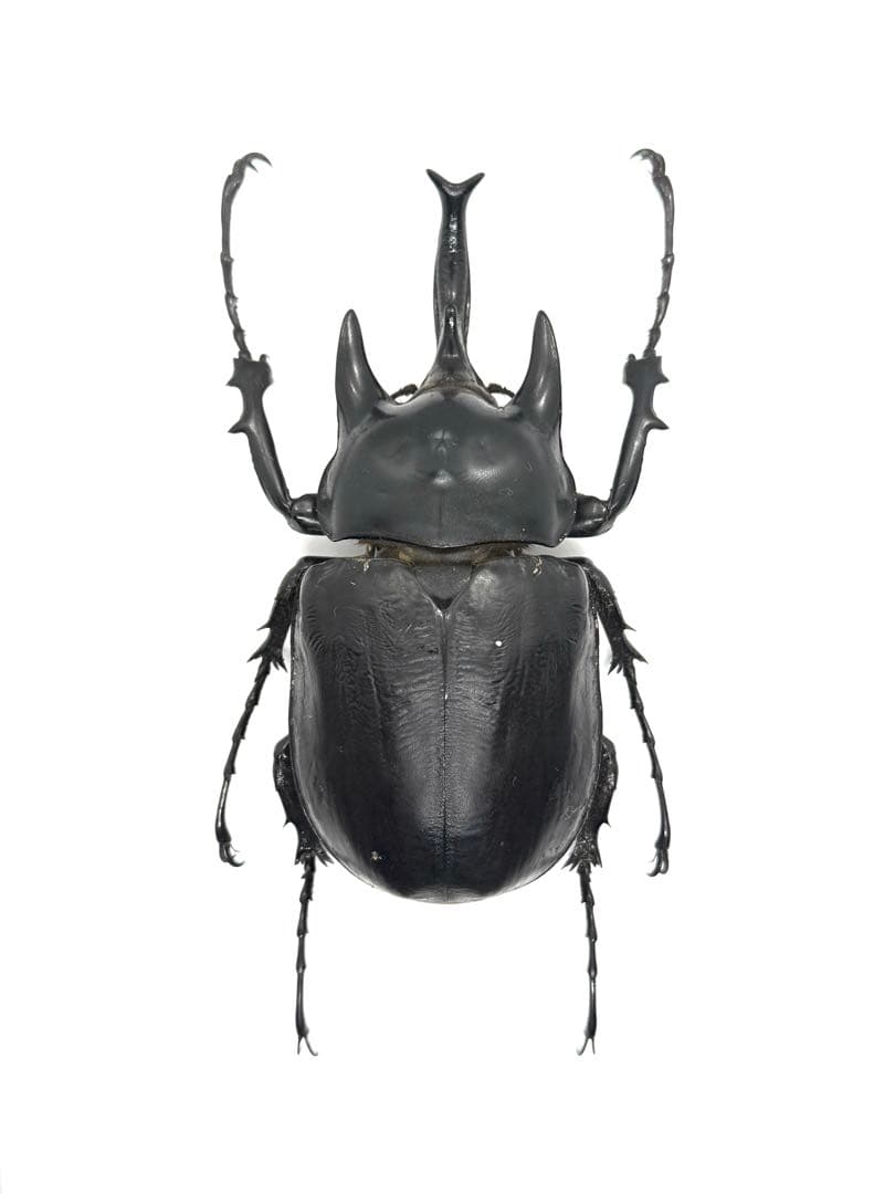 1月セール　大型！！野外品レックスゾウカブト 【昆虫標本】