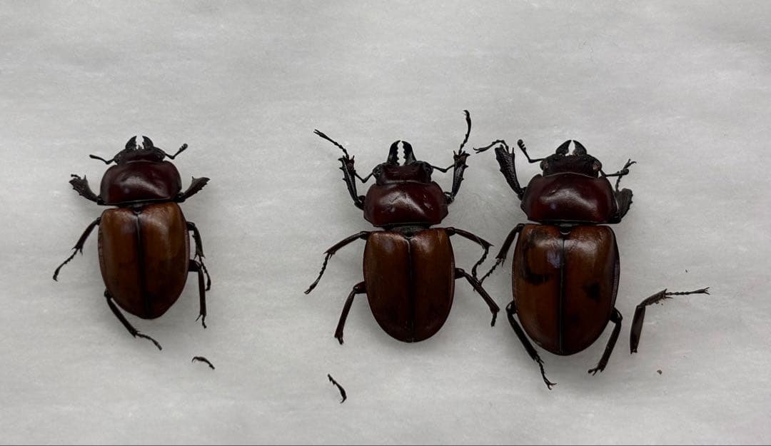 すなくる規制前採集品 チャイロマルバネクワガタ♂1︎︎ ♀2