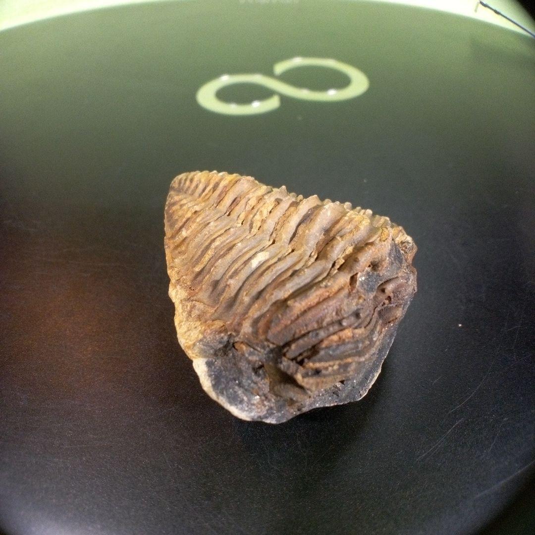 三葉虫　化石　fossil　ボリビア産　trilobite　海生動物識別②