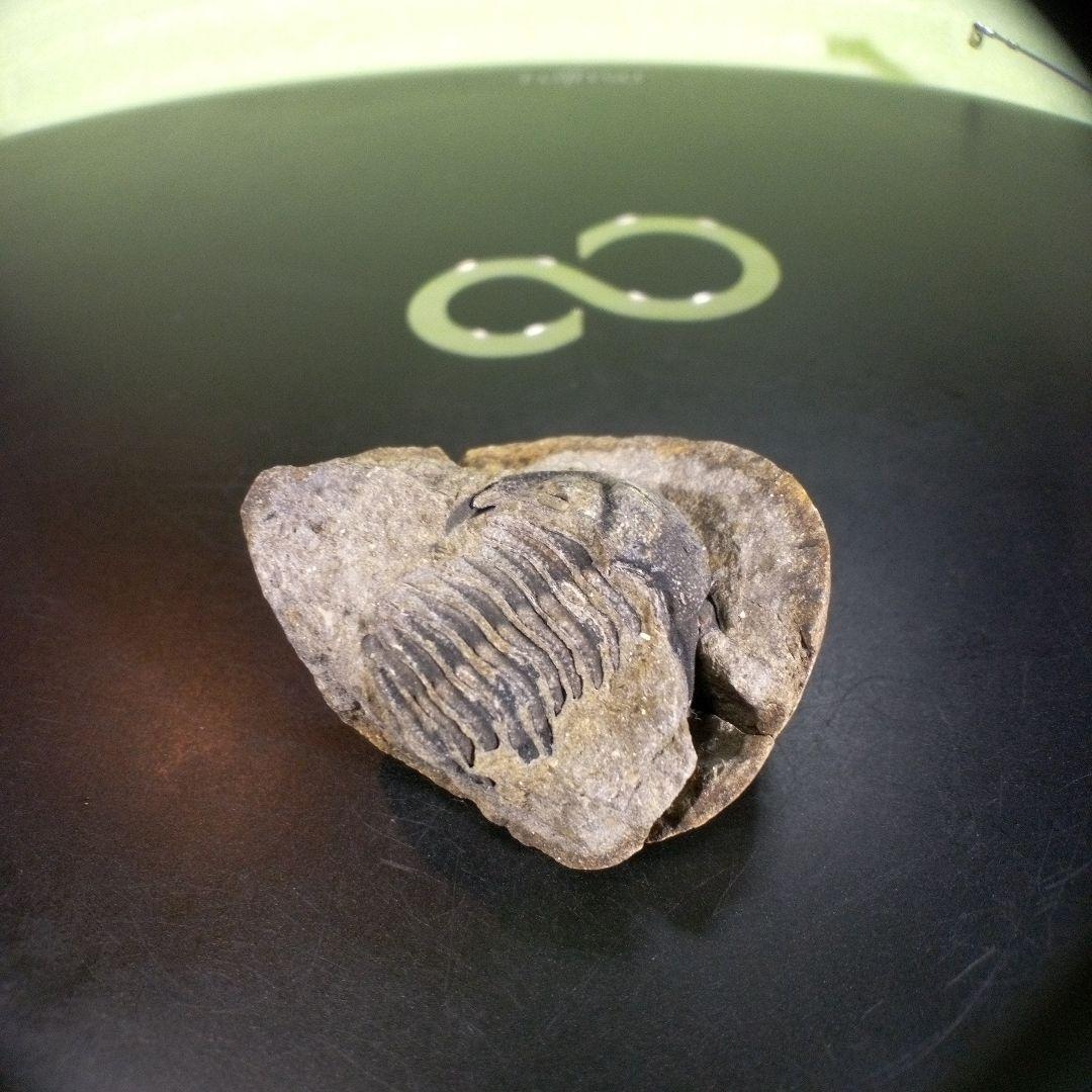 三葉虫　化石　ボリビア産　南アメリカ　trilobite　南米産fossil⑨