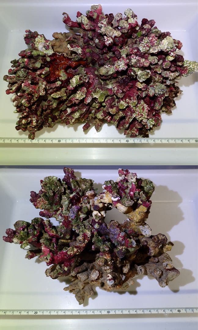 ライブロック　約5.2kg