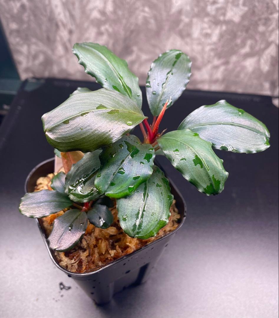 水草 Bucephalandra sp. Motleyana Red-stem