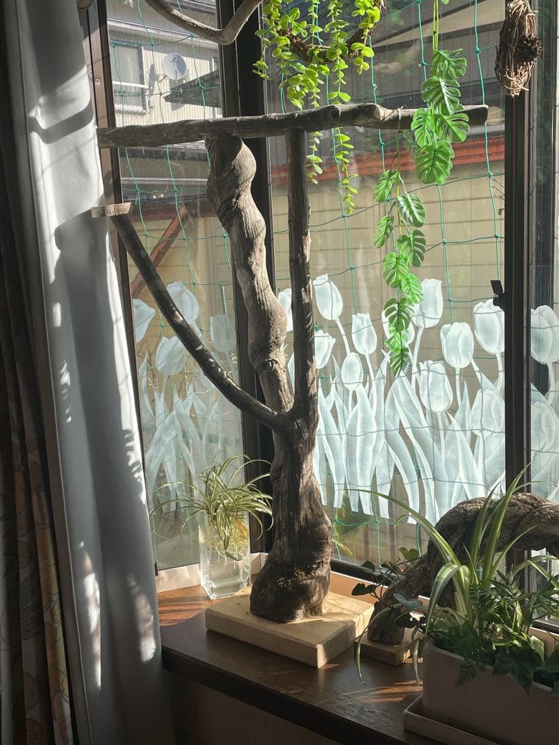 天然木大型鳥用バードジム