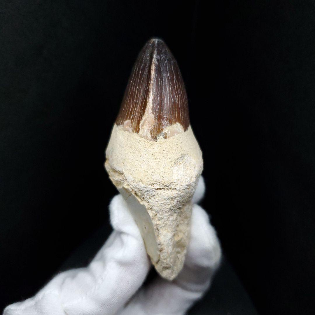 美品 歯根付き モササウルス 化石 歯 本物 モロッコ産 80mm mos82