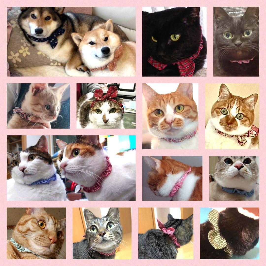 縫い付け迷子札 ねこおもいシュシュ猫首輪☆着用イメージ写真／名前 名札ネームタグ