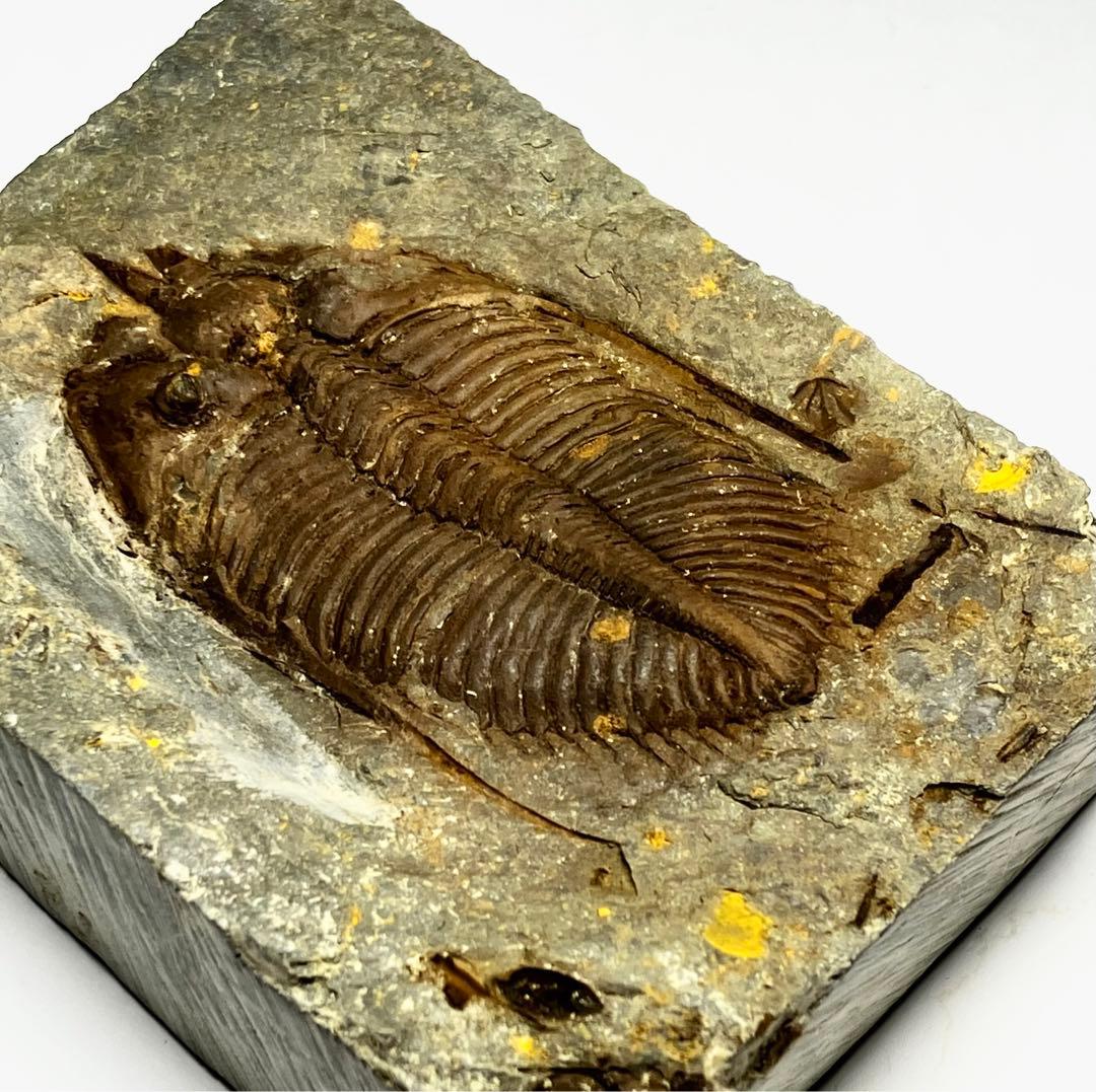 三葉虫　化石　Coronocephalus