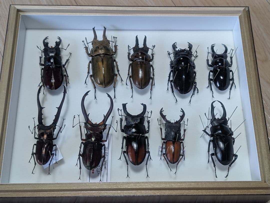 標本まとめ売り　クワガタ11匹