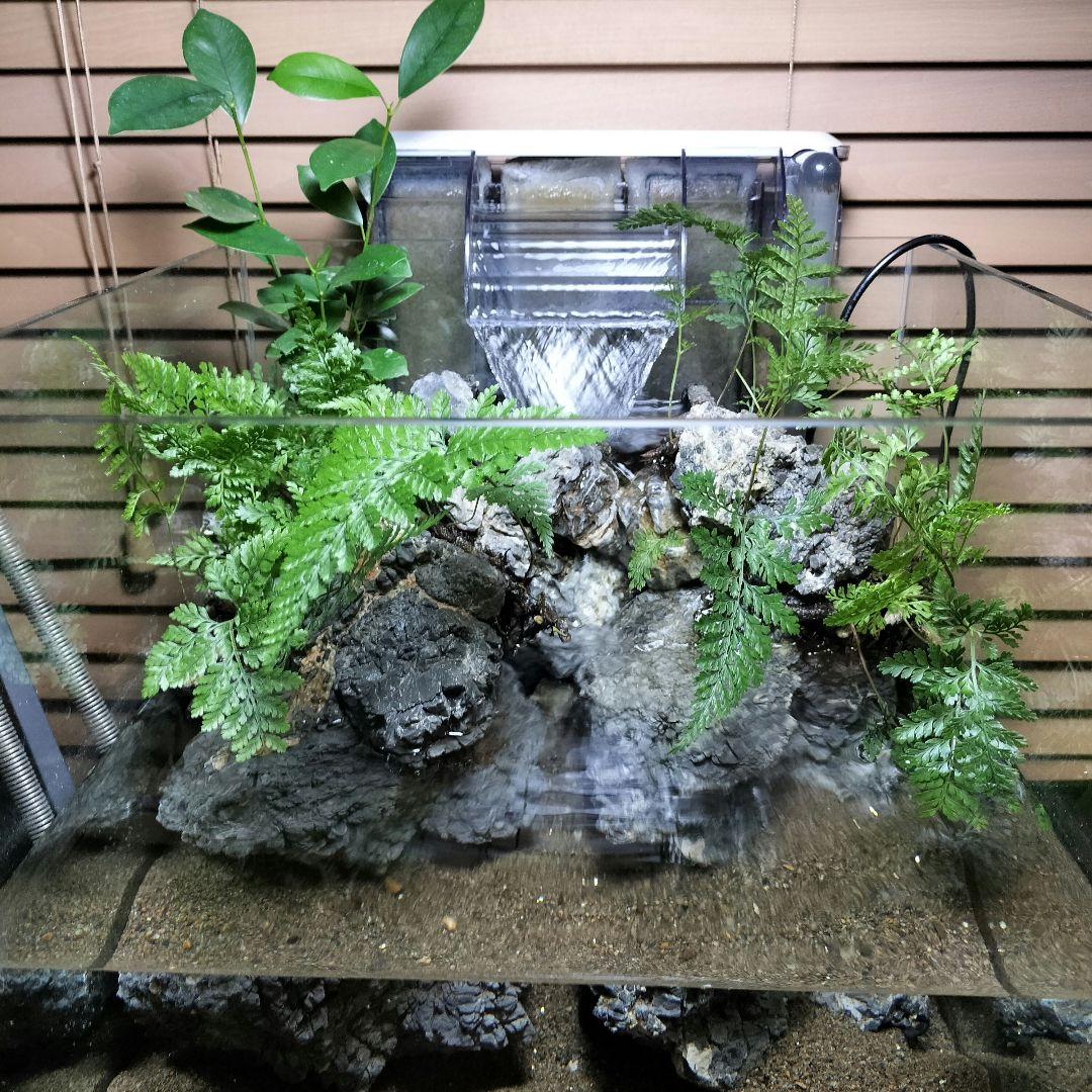 【アクアテラリウム完成品】滝のあるテラリウム パルダリウム アクアリウム