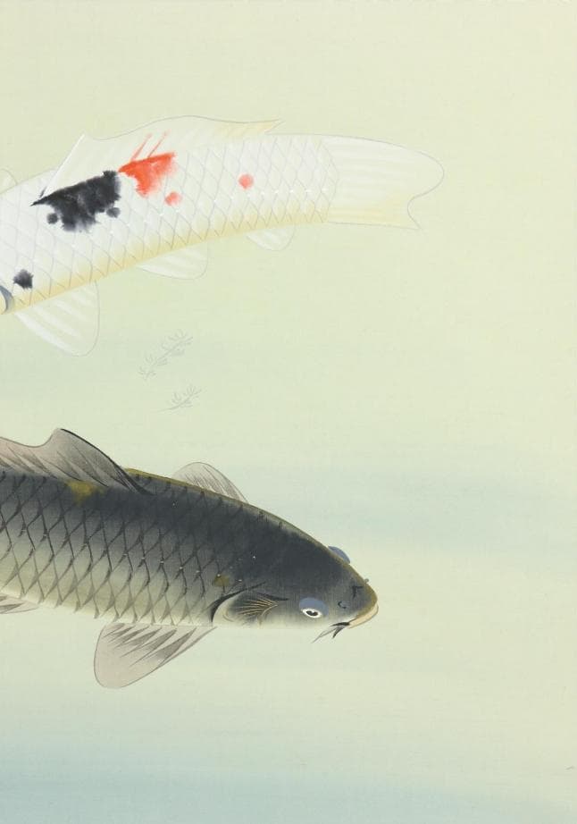 【真作】掛軸 八木正風『錦鯉 遊鯉』日本画 絹本 肉筆 共箱付 掛け軸 e574