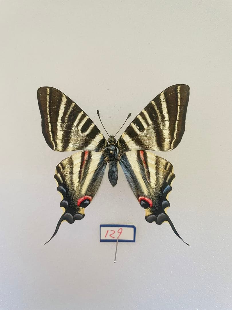 チベットタイマイ（1オス、中国/四川省）