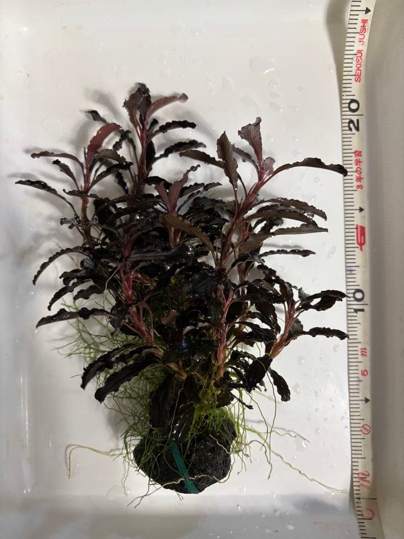 ブセファランドラ クダガン　超特大群生株　ラスト