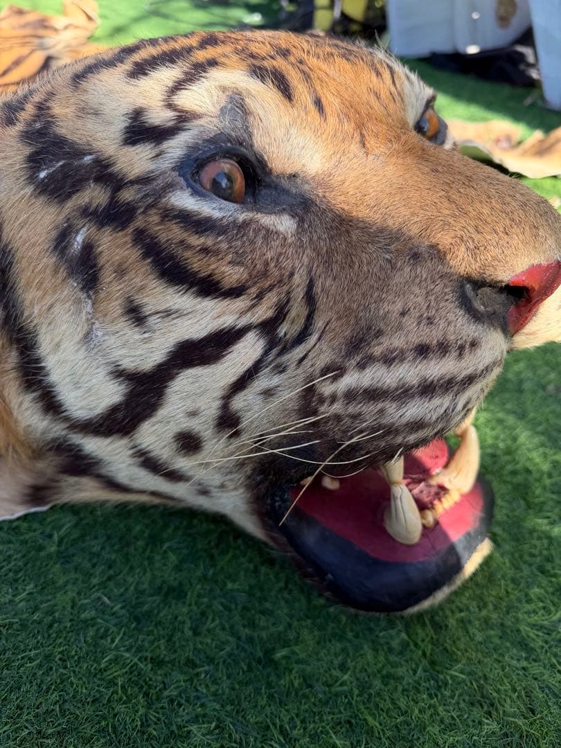 虎 剥製　国際希少野生動植物種登録票付き