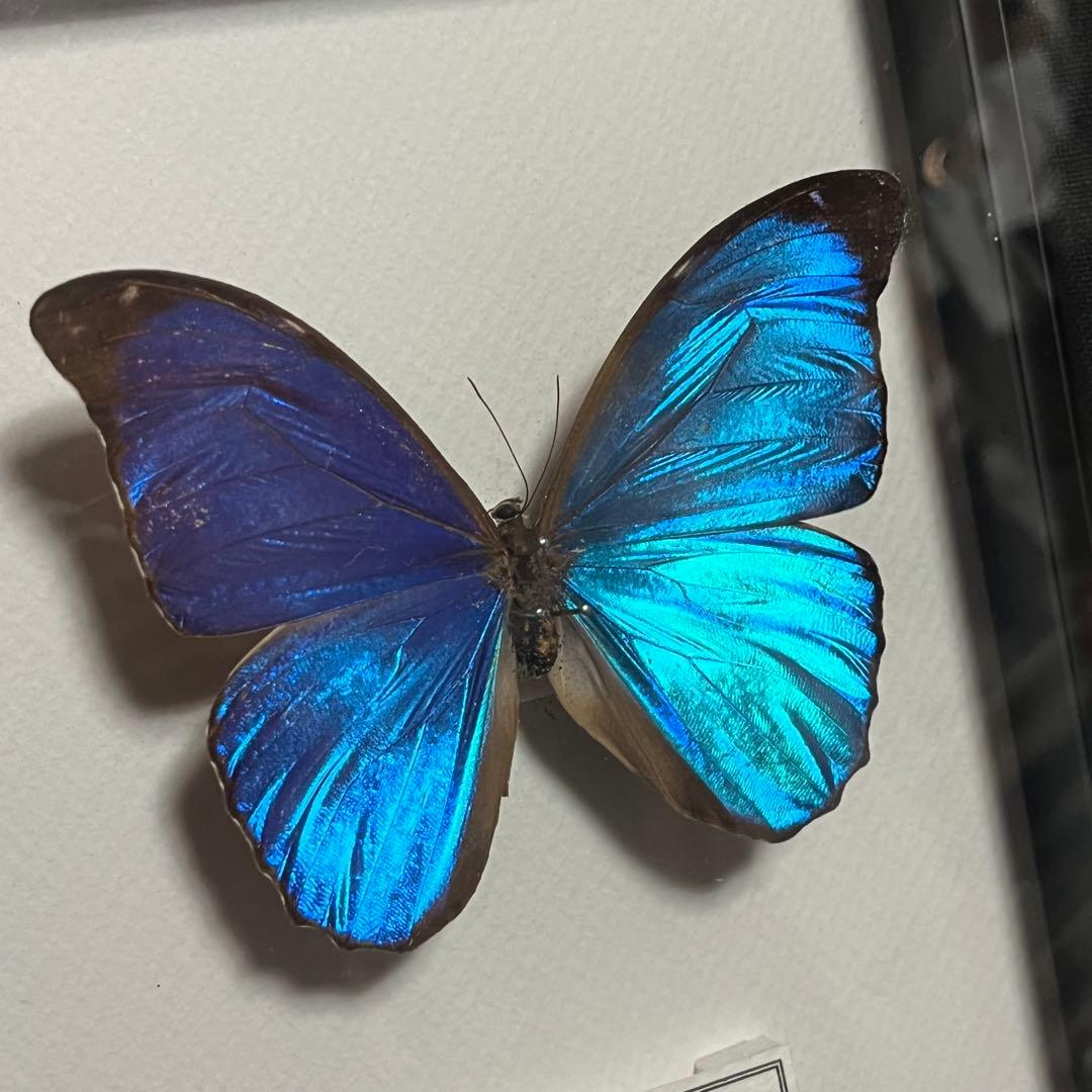 モルフォチョウ　大型個体　標本